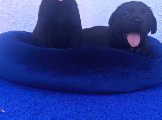 İstanbulda İnanilmaz Güzelli̇kte Labrador Yavrular görsel