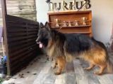 Ruhsatlı Çiftlikten A Kalite Son Yavru