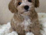 F1 Maltipoo yavrularımız