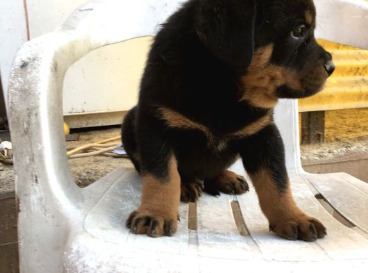 Üst Kali̇te Macar Rottweiler Yavrular görsel
