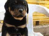 ÜST KALİTE MACAR ROTTWEILER YAVRULAR