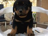 Üst Kali̇te Macar Rottweiler Yavrular