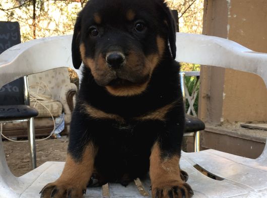 Üst Kali̇te Macar Rottweiler Yavrular görsel