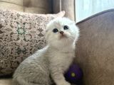 Full Şecereli Scottish Fold Shorthair Yavru  Premium Bakım