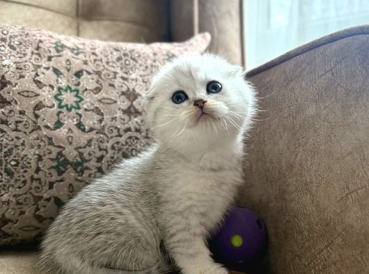 Full Şecereli Scottish Fold Shorthair Yavru  Premium Bakım görsel