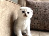 Wcf Kayıtlı Scottish Fold Shorthair  Seçkin Ailelere Özel