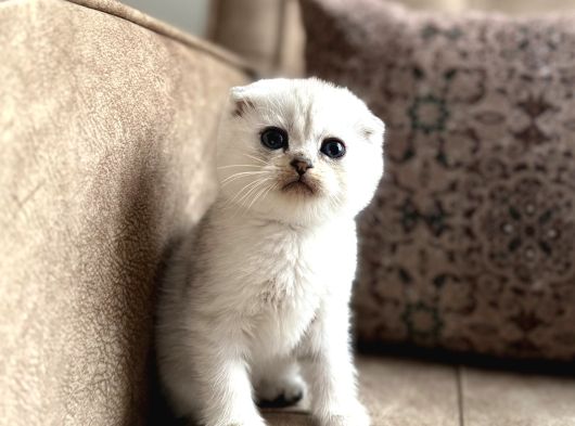 Wcf Kayıtlı Scottish Fold Shorthair  Seçkin Ailelere Özel görsel
