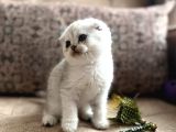 Wcf Kayıtlı Scottish Fold Shorthair  Seçkin Ailelere Özel