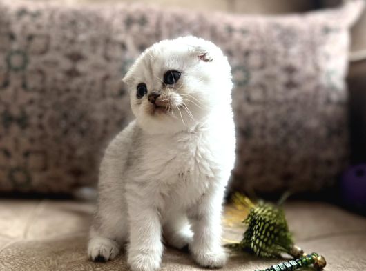 Wcf Kayıtlı Scottish Fold Shorthair  Seçkin Ailelere Özel görsel