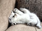 Özel Yetiştirilmiş Wcf Kayıtlı British Shorthair Yavru