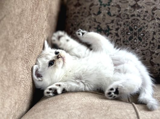 Özel Yetiştirilmiş Wcf Kayıtlı British Shorthair Yavru görsel
