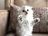 Wcf Kayıtlı Scottish Fold Longhair  Özel Üretim Yavru