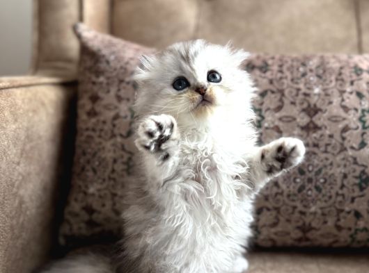 Wcf Kayıtlı Scottish Fold Longhair  Özel Üretim Yavru görsel