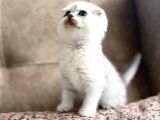 WCF Kayıtlı Scottish Fold Shorthair  Seçkin Ailelere Özel