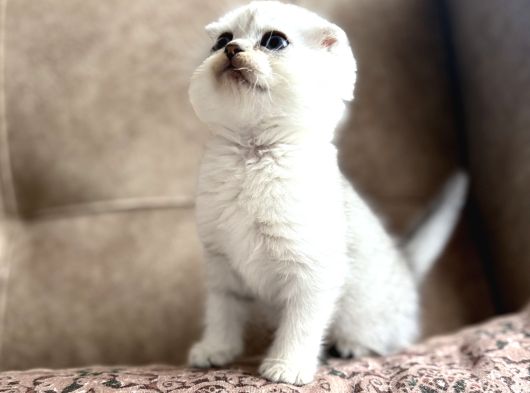 Wcf Kayıtlı Scottish Fold Shorthair  Seçkin Ailelere Özel
