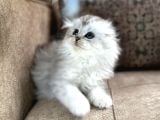 Wcf Kayıtlı Scottish Fold Longhair  Özel Üretim Yavru