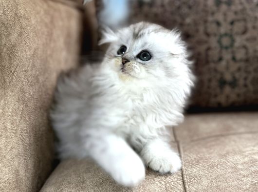 Wcf Kayıtlı Scottish Fold Longhair  Özel Üretim Yavru görsel