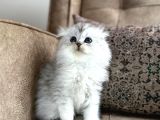 Wcf Kayıtlı Scottish Fold Longhair  Özel Üretim Yavru