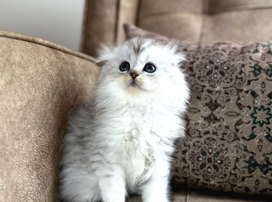 Wcf Kayıtlı Scottish Fold Longhair  Özel Üretim Yavru görsel