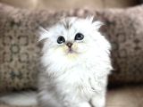 Wcf Kayıtlı Scottish Fold Longhair  Özel Üretim Yavru