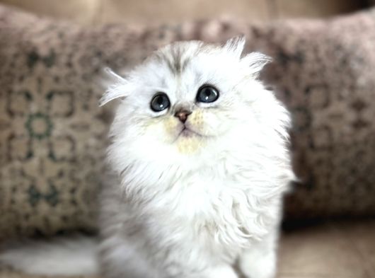 Wcf Kayıtlı Scottish Fold Longhair  Özel Üretim Yavru görsel