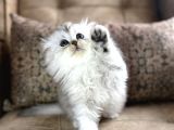 WCF Kayıtlı Scottish Fold Longhair  Özel Üretim Yavru