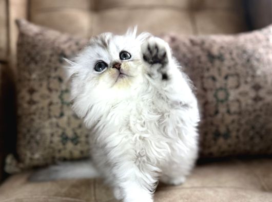 Wcf Kayıtlı Scottish Fold Longhair  Özel Üretim Yavru