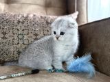 Full Şecereli Scottish Fold Shorthair Yavru  Premium Bakım