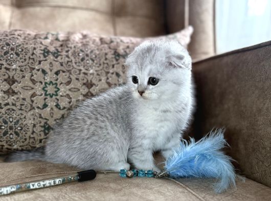 Full Şecereli Scottish Fold Shorthair Yavru  Premium Bakım görsel