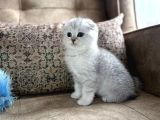 Full Şecereli Scottish Fold Shorthair Yavru  Premium Bakım