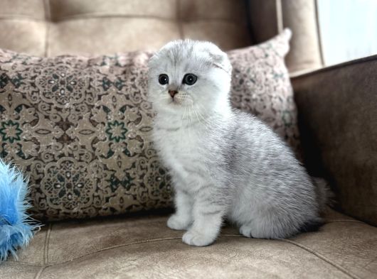 Full Şecereli Scottish Fold Shorthair Yavru  Premium Bakım görsel