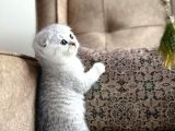 Full Şecereli Scottish Fold Shorthair Yavru  Premium Bakım