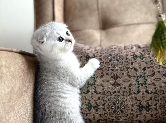 Full Şecereli Scottish Fold Shorthair Yavru  Premium Bakım görsel