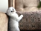 Full Şecereli Scottish Fold Shorthair Yavru  Premium Bakım