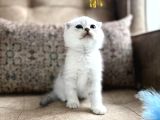 Wcf Kayıtlı Scottish Fold Shorthair  Seçkin Ailelere Özel