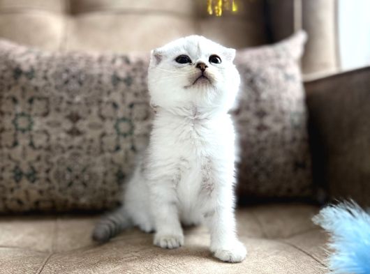 Wcf Kayıtlı Scottish Fold Shorthair  Seçkin Ailelere Özel görsel