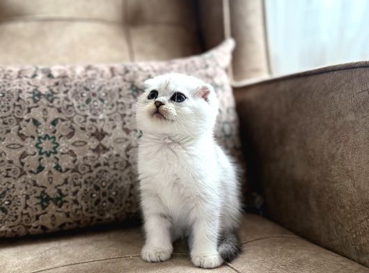 Wcf Kayıtlı Scottish Fold Shorthair  Seçkin Ailelere Özel görsel
