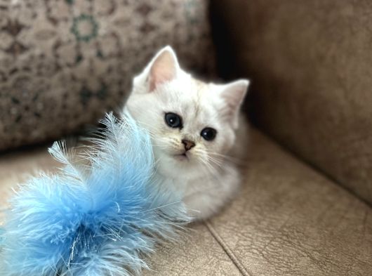 Özel Yetiştirilmiş Wcf Kayıtlı British Shorthair Yavru görsel