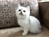 Özel Yetiştirilmiş Wcf Kayıtlı British Shorthair Yavru