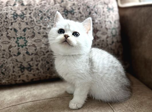 Özel Yetiştirilmiş Wcf Kayıtlı British Shorthair Yavru görsel