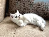 Özel Yetiştirilmiş Wcf Kayıtlı British Shorthair Yavru