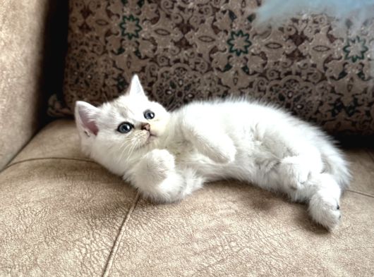 Özel Yetiştirilmiş Wcf Kayıtlı British Shorthair Yavru görsel