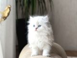 Mükkemmel Kali̇te Safkan Bri̇ti̇sh Longhai̇r Yavrum