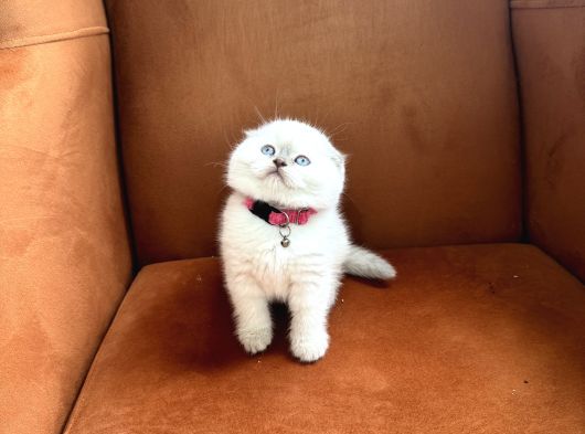 Orijinal Ayı Kafa Scottish Blue Point Yavrular görsel