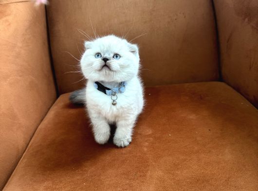 Orijinal Ayı Kafa Scottish Blue Point Yavrular görsel