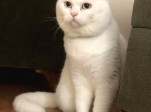 Uygun Yetişkinler görsel