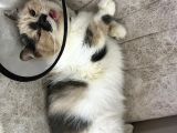 ÜCRETSİZ - KLİNİKTE SON 1 GÜNÜ KALDI KARAMEL YUVA ARIYOR