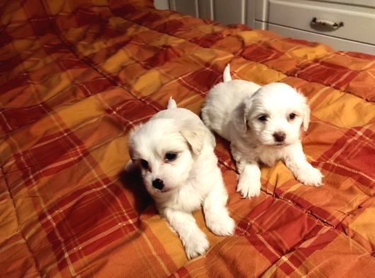 Ev Doğumu Maltese Bebekler görsel