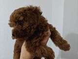 Toy Poodle 2 Aylık