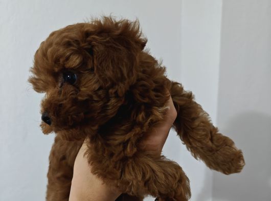 Toy Poodle 2 Aylık görsel